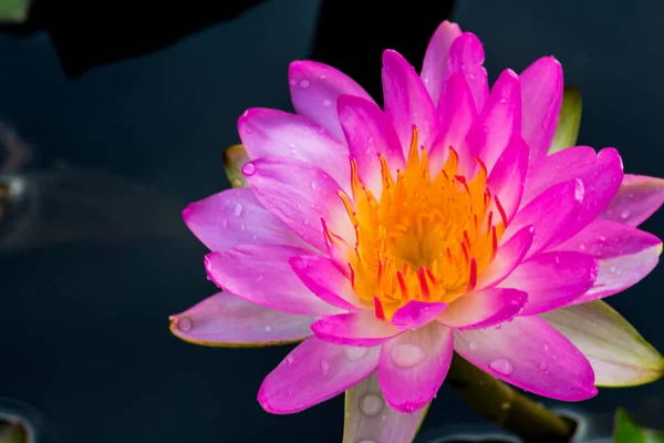 Deze Prachtige Waterlelie Lotusbloem Wordt Gecomplimenteerd Door Rijke Kleuren Van — Stockfoto