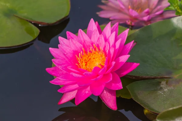 这美丽的水百合或莲花被丰富的深蓝色水面的色彩所补充 饱满的色彩和充满活力的细节使这几乎是一个超现实的形象 — 图库照片