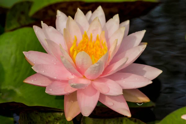 Beautiful Waterlily Lotus Flower Complimented Rich Colors Deep Blue Water — Stock Photo, Image