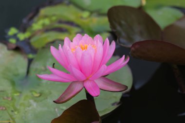 Bu güzel nilüfer çiçeği ya da nilüfer çiçeği derin mavi su yüzeyinin zengin renkleri tarafından iltifat edilir. Doymuş renkler ve canlı detaylar bunu neredeyse gerçeküstü bir görüntü yapar..