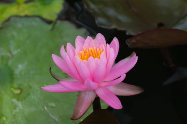 Bu güzel nilüfer çiçeği ya da nilüfer çiçeği derin mavi su yüzeyinin zengin renkleri tarafından iltifat edilir. Doymuş renkler ve canlı detaylar bunu neredeyse gerçeküstü bir görüntü yapar..