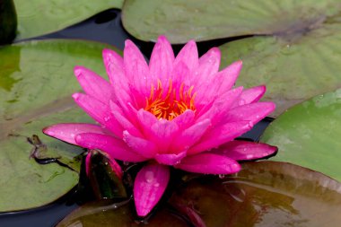 Bu güzel nilüfer çiçeği ya da nilüfer çiçeği derin mavi su yüzeyinin zengin renkleri tarafından iltifat edilir. Doymuş renkler ve canlı detaylar bunu neredeyse gerçeküstü bir görüntü yapar..