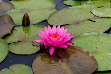 Bu güzel nilüfer çiçeği ya da nilüfer çiçeği derin mavi su yüzeyinin zengin renkleri tarafından iltifat edilir. Doymuş renkler ve canlı detaylar bunu neredeyse gerçeküstü bir görüntü yapar..