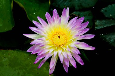 Bu güzel nilüfer çiçeği ya da nilüfer çiçeği derin mavi su yüzeyinin zengin renkleri tarafından iltifat edilir. Doymuş renkler ve canlı detaylar bunu neredeyse gerçeküstü bir görüntü yapar..