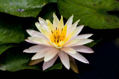 Bu güzel nilüfer çiçeği ya da nilüfer çiçeği derin mavi su yüzeyinin zengin renkleri tarafından iltifat edilir. Doymuş renkler ve canlı detaylar bunu neredeyse gerçeküstü bir görüntü yapar..