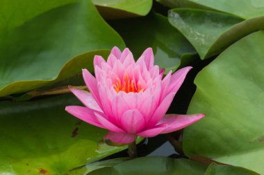 Bu güzel nilüfer çiçeği ya da nilüfer çiçeği derin mavi su yüzeyinin zengin renkleri tarafından iltifat edilir. Doymuş renkler ve canlı detaylar bunu neredeyse gerçeküstü bir görüntü yapar..