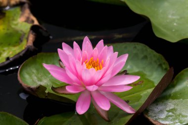 Bu güzel nilüfer çiçeği ya da nilüfer çiçeği derin mavi su yüzeyinin zengin renkleri tarafından iltifat edilir. Doymuş renkler ve canlı detaylar bunu neredeyse gerçeküstü bir görüntü yapar..