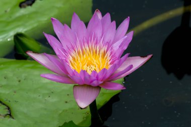 Bu güzel nilüfer çiçeği ya da nilüfer çiçeği derin mavi su yüzeyinin zengin renkleri tarafından iltifat edilir. Doymuş renkler ve canlı detaylar bunu neredeyse gerçeküstü bir görüntü yapar..