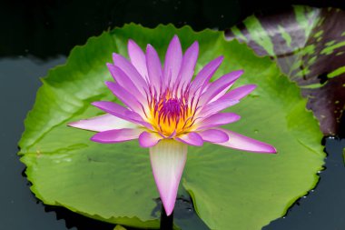 Bu güzel nilüfer çiçeği ya da nilüfer çiçeği derin mavi su yüzeyinin zengin renkleri tarafından iltifat edilir. Doymuş renkler ve canlı detaylar bunu neredeyse gerçeküstü bir görüntü yapar..