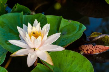 Bu güzel nilüfer çiçeği ya da nilüfer çiçeği derin mavi su yüzeyinin zengin renkleri tarafından iltifat edilir. Doymuş renkler ve canlı detaylar bunu neredeyse gerçeküstü bir görüntü yapar..
