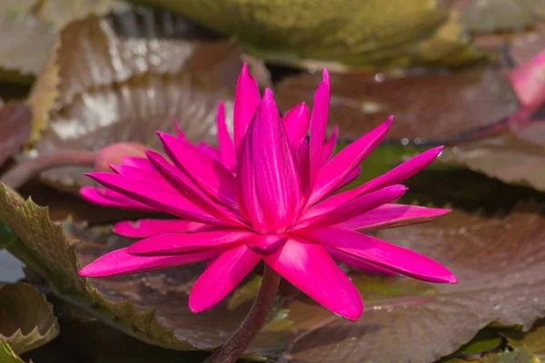 Esta Hermosa Flor Lirio Loto Complementa Con Los Ricos Colores —  Fotos de Stock