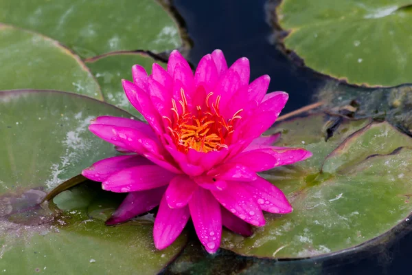 Beautiful Waterlily Lotus Flower Complimented Rich Colors Deep Blue Water — Stock Photo, Image