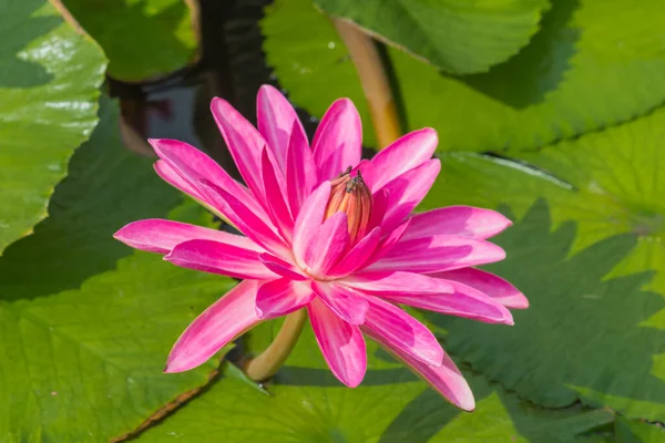 这美丽的水百合或莲花被丰富的深蓝色水面的色彩所补充 饱满的色彩和充满活力的细节使这几乎是一个超现实的形象 — 图库照片