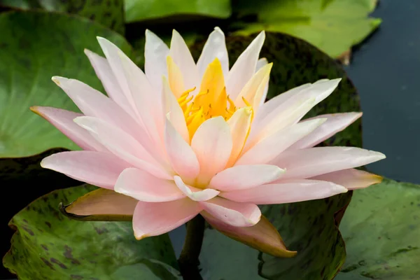 この美しい睡蓮や蓮の花は 深い青色の水面の豊かな色によって賞賛されています 彩度の高い色と鮮やかなディテールは これをほぼシュールなイメージにします — ストック写真