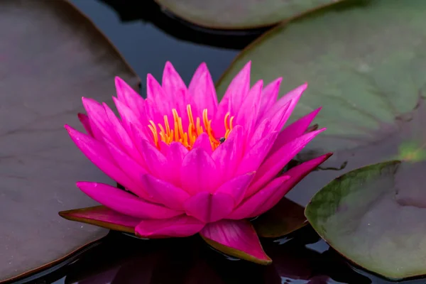 Esta Bela Flor Lírio Lótus Complementada Pelas Cores Ricas Superfície — Fotografia de Stock