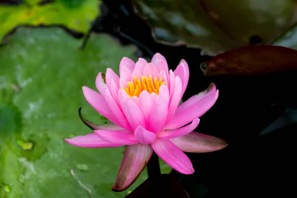 Esta Bela Flor Lírio Lótus Complementada Pelas Cores Ricas Superfície — Fotografia de Stock