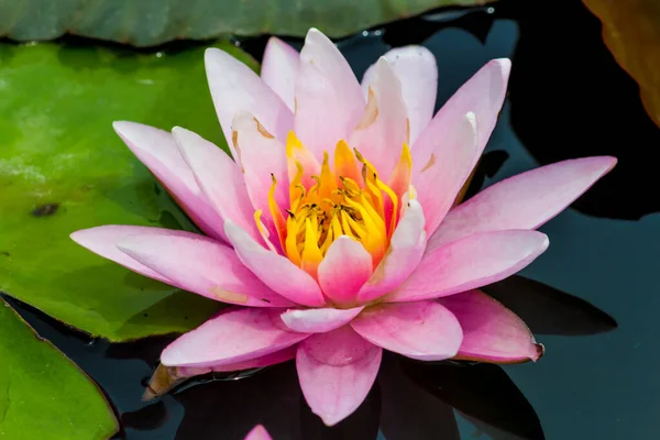 Deze Prachtige Waterlelie Lotusbloem Wordt Gecomplimenteerd Door Rijke Kleuren Van — Stockfoto