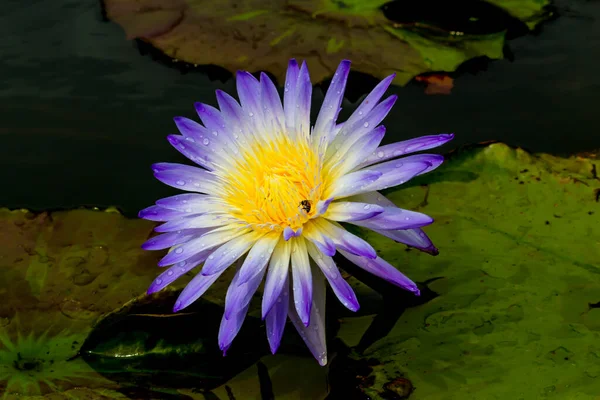 Beautiful Waterlily Lotus Flower Complimented Rich Colors Deep Blue Water — Stock Photo, Image