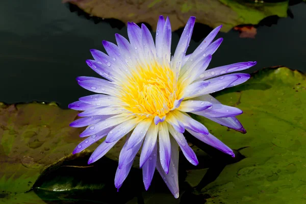 Cette Belle Fleur Nénuphar Lotus Est Complétée Par Les Riches — Photo