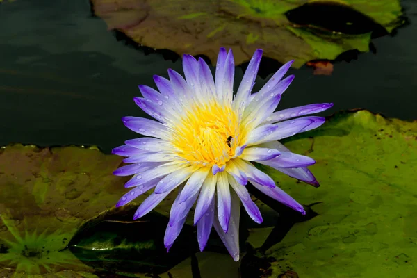 Ezt Gyönyörű Vízililiomot Vagy Lótuszvirágot Mély Kék Vízfelület Gazdag Színei — Stock Fotó