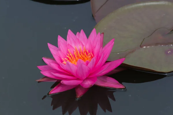 Beautiful Waterlily Lotus Flower Complimented Rich Colors Deep Blue Water — Stock Photo, Image