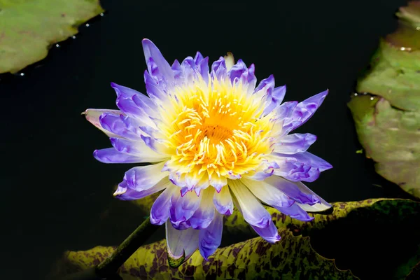 Deze Prachtige Waterlelie Lotusbloem Wordt Gecomplimenteerd Door Rijke Kleuren Van — Stockfoto