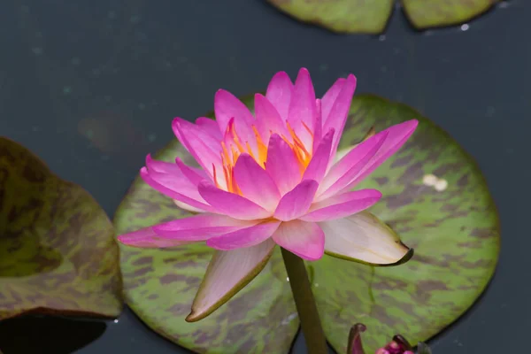 Beautiful Waterlily Lotus Flower Complimented Rich Colors Deep Blue Water — Stock Photo, Image