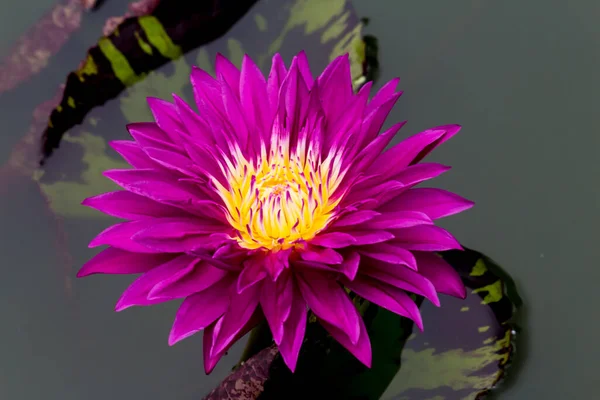 Esta Bela Flor Lírio Lótus Complementada Pelas Cores Ricas Superfície — Fotografia de Stock