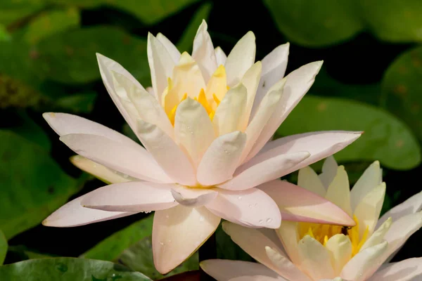 Esta Hermosa Flor Lirio Loto Complementa Con Los Ricos Colores —  Fotos de Stock