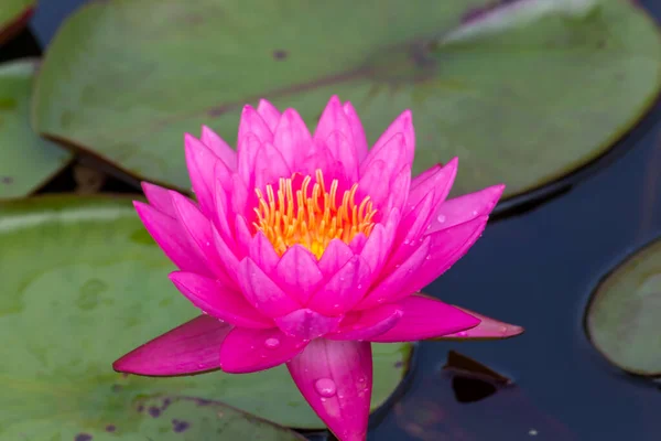 Beautiful Waterlily Lotus Flower Complimented Rich Colors Deep Blue Water — Stock Photo, Image