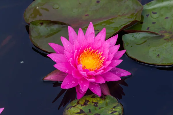 Beautiful Waterlily Lotus Flower Complimented Rich Colors Deep Blue Water — Stock Photo, Image