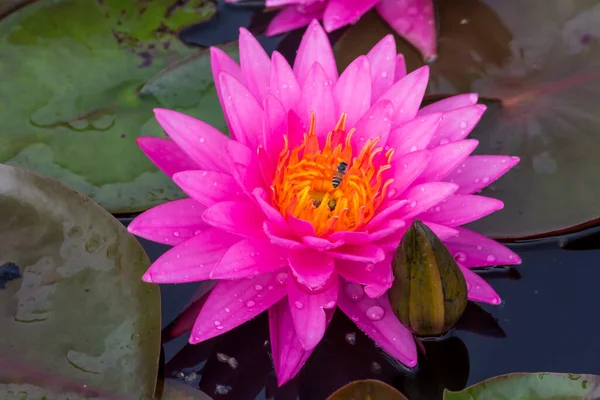 Beautiful Waterlily Lotus Flower Complimented Rich Colors Deep Blue Water — Stock Photo, Image