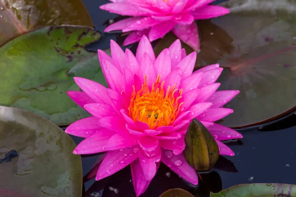 Esta Bela Flor Lírio Lótus Complementada Pelas Cores Ricas Superfície — Fotografia de Stock