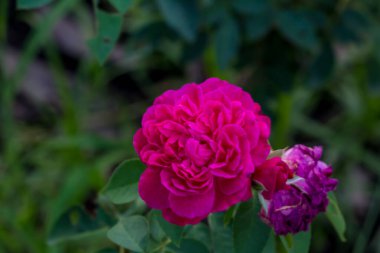 Parkta yakın plan Tayland Çiçeği.