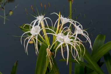 Parkta yakın plan Tayland Çiçeği.