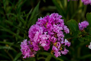 Parkta yakın plan Tayland Çiçeği.