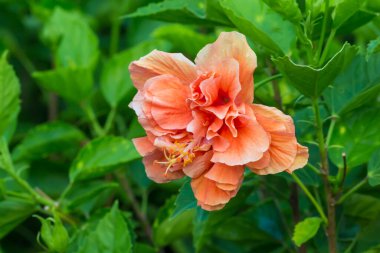 Parkta yakın plan Tayland Çiçeği.