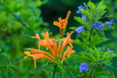 Parkta yakın plan Tayland Çiçeği.