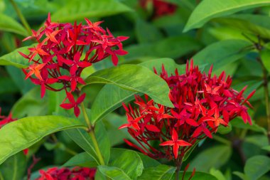 Parkta yakın plan Tayland Çiçeği.