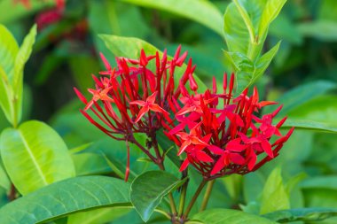 Parkta yakın plan Tayland Çiçeği.