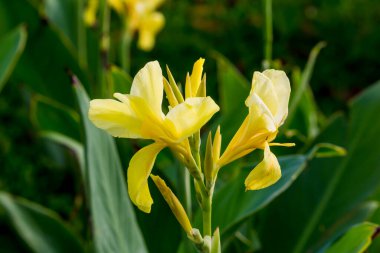 Parkta yakın plan Tayland Çiçeği.