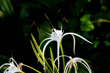 Parkta yakın plan Tayland Çiçeği.