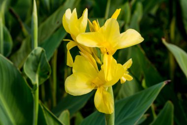 Parkta yakın plan Tayland Çiçeği.