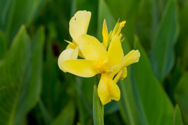 Parkta yakın plan Tayland Çiçeği.