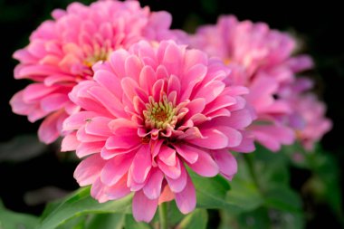 Parkta yakın plan Tayland Çiçeği.