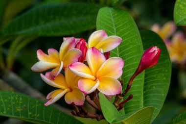 Parkta yakın plan Tayland Çiçeği.