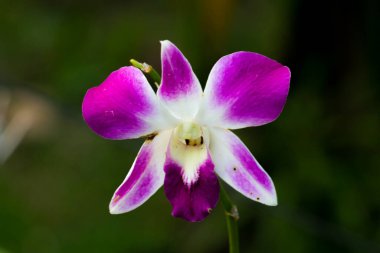 Parkta yakın plan Tayland Çiçeği.