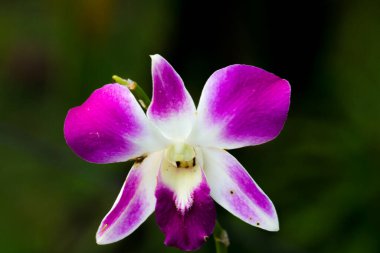 Parkta yakın plan Tayland Çiçeği.