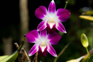 Parkta yakın plan Tayland Çiçeği.