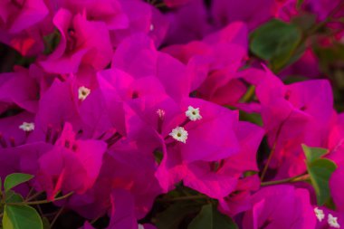 Parkta yakın plan Tayland Çiçeği.